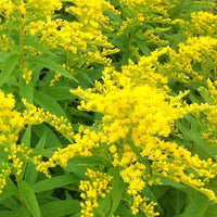 Goldrute Strahlenkrone Goldrute Strahlenkrone - Solidago strahlenkrone - Gartenpflanzen