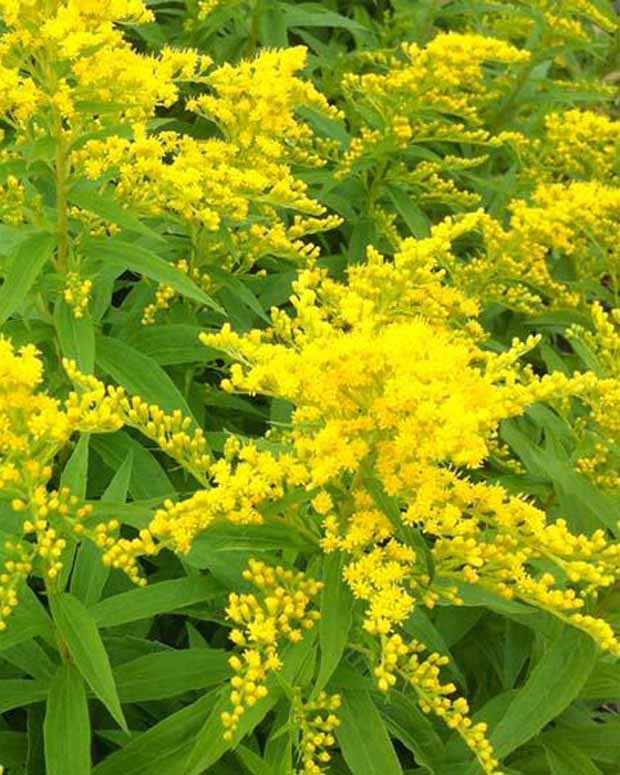 Goldrute Strahlenkrone Goldrute Strahlenkrone - Solidago strahlenkrone - Gartenpflanzen