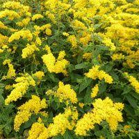 Solidago rugosa Raue Goldruten - Solidago rugosa - Gartenpflanzen