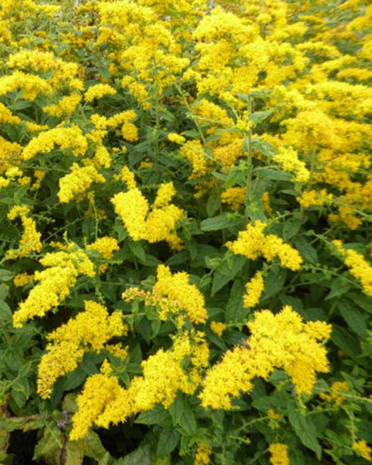 Solidago rugosa Raue Goldruten - Solidago rugosa - Gartenpflanzen