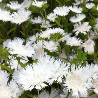 Amerikanische Kornblume Stokesia laevis Träumerei - Stokesia laevis träumerei - Gartenpflanzen