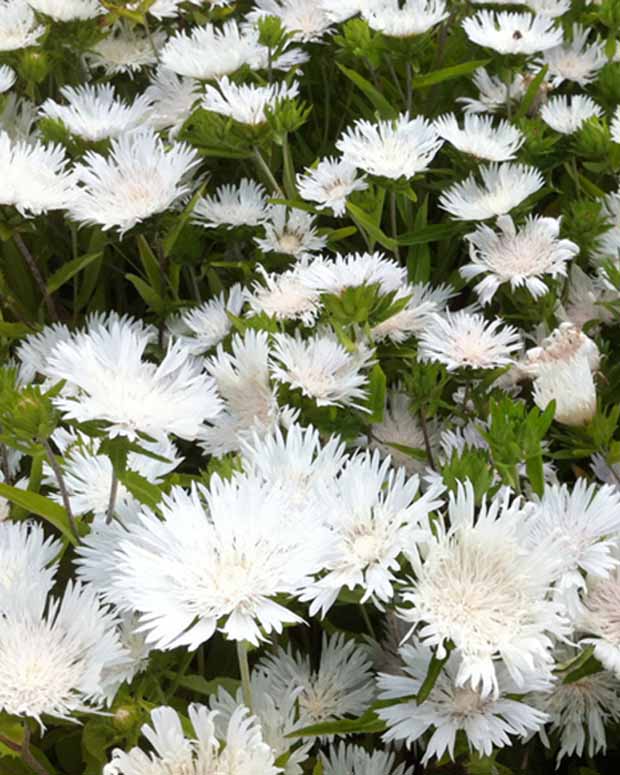 Amerikanische Kornblume Stokesia laevis Träumerei - Stokesia laevis träumerei - Gartenpflanzen