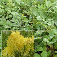 Gelbe Pigamons mit bläulichen Blättern - Thalictrum speciosissimum - Gartenpflanzen