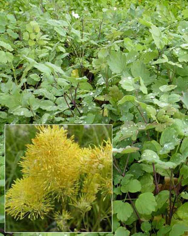 Gelbe Pigamons mit bläulichen Blättern - Thalictrum speciosissimum - Stauden