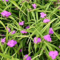 Ephemere von Virginie Rubra - Tradescantia rubra - Gartenpflanzen