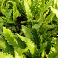 Schmalblättrige Skolopendel Hirschzunge Angustatum - Asplenium scolopendrium angustatum - Zimmerpflanzen