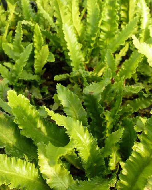 Schmalblättrige Skolopendel Hirschzunge Angustatum - Asplenium scolopendrium angustatum - Zimmerpflanzen