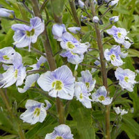 Veronika Falscher Enzian Robusta - Veronica gentianoides robusta - Gartenpflanzen