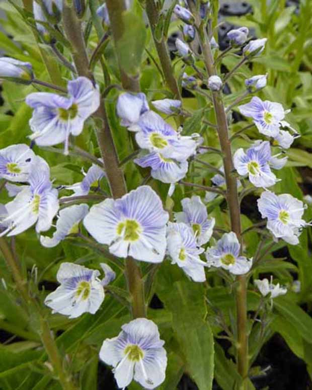 Veronika Falscher Enzian Robusta - Veronica gentianoides robusta - Gartenpflanzen