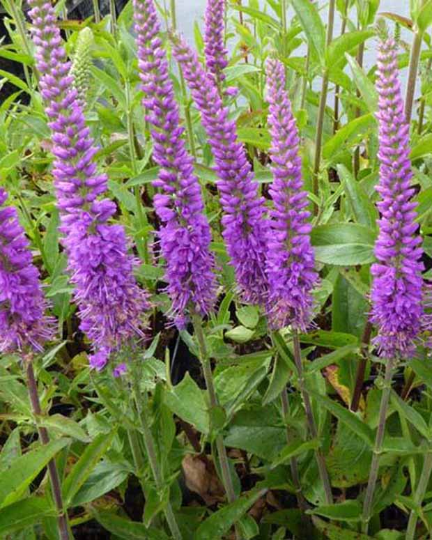 Veronika Purpleicious - Veronica purpleicious - Gartenpflanzen