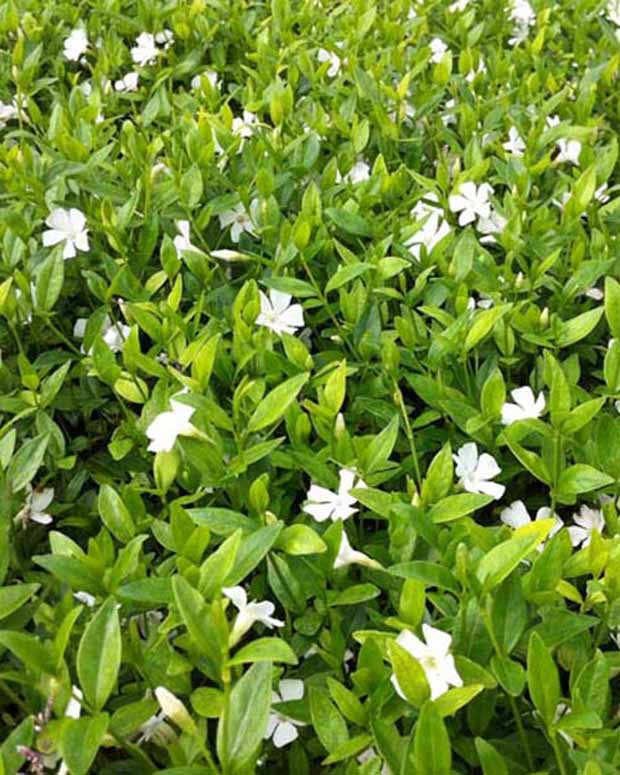 Kleine Immergrün Elisa - Vinca minor elisa - Gartenpflanzen