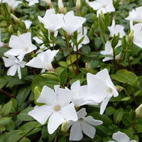 Kleine Immergrüne White Power - Vinca minor white power - Gartenpflanzen