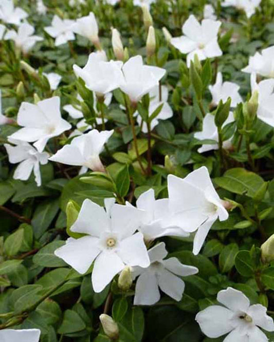 Kleine Immergrüne White Power - Vinca minor white power - Gartenpflanzen