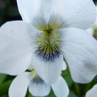 Duftveilchen Stiefmütterchen - Viola odorata alba - Gartenpflanzen