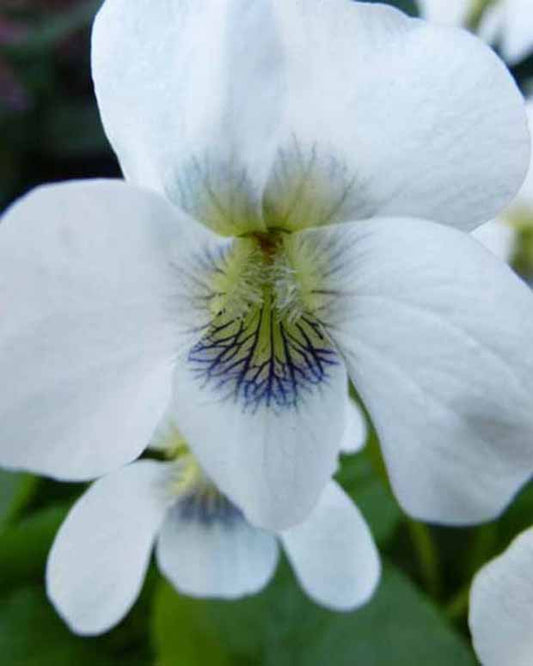 Duftveilchen Stiefmütterchen - Viola odorata alba - Gartenpflanzen