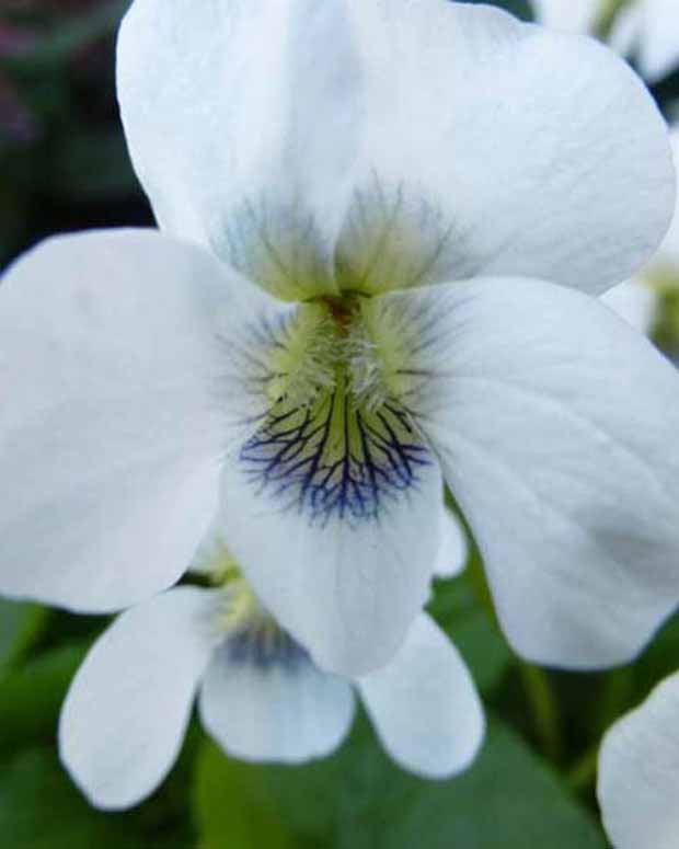 Duftveilchen Stiefmütterchen - Viola odorata alba - Stauden