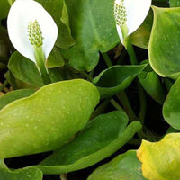 Wasserarum - Calla palustris - Gartenpflanzen