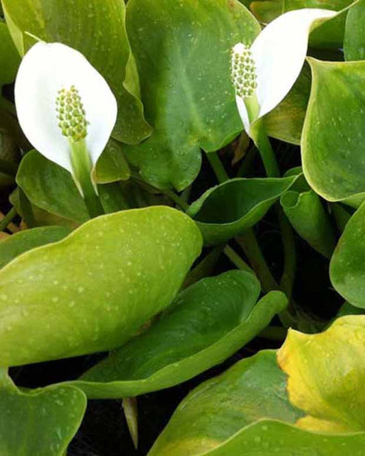 Wasserarum - Calla palustris - Gartenpflanzen