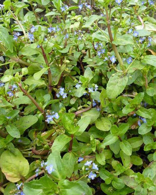 Bachveronika Pferdekresse Eulensalat - Veronica beccabunga - Gartenpflanzen