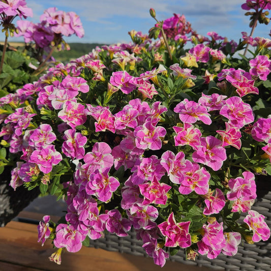 Calibrachoa Doppel Loopy Pink - Bakker