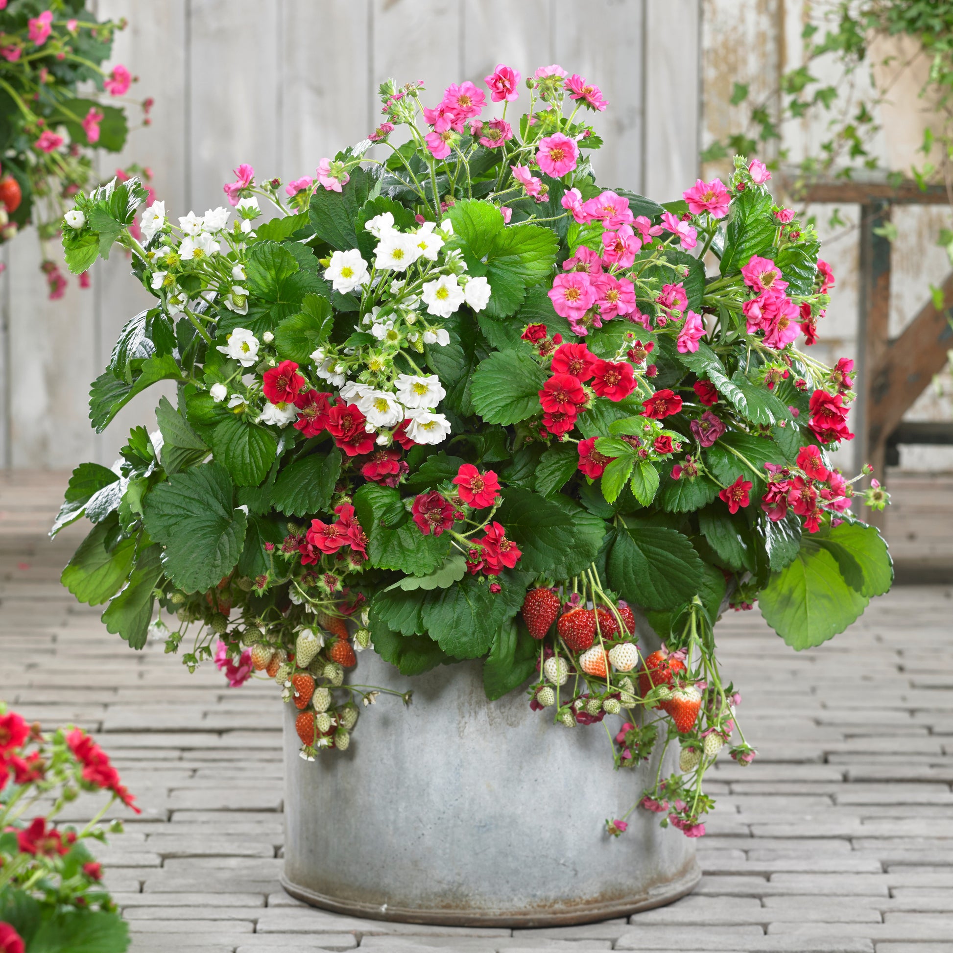 Fragaria Summer Breeze (rot, rosa + weiß) - Fragaria Summer Breeze (red, pink + white) - Erdbeeren