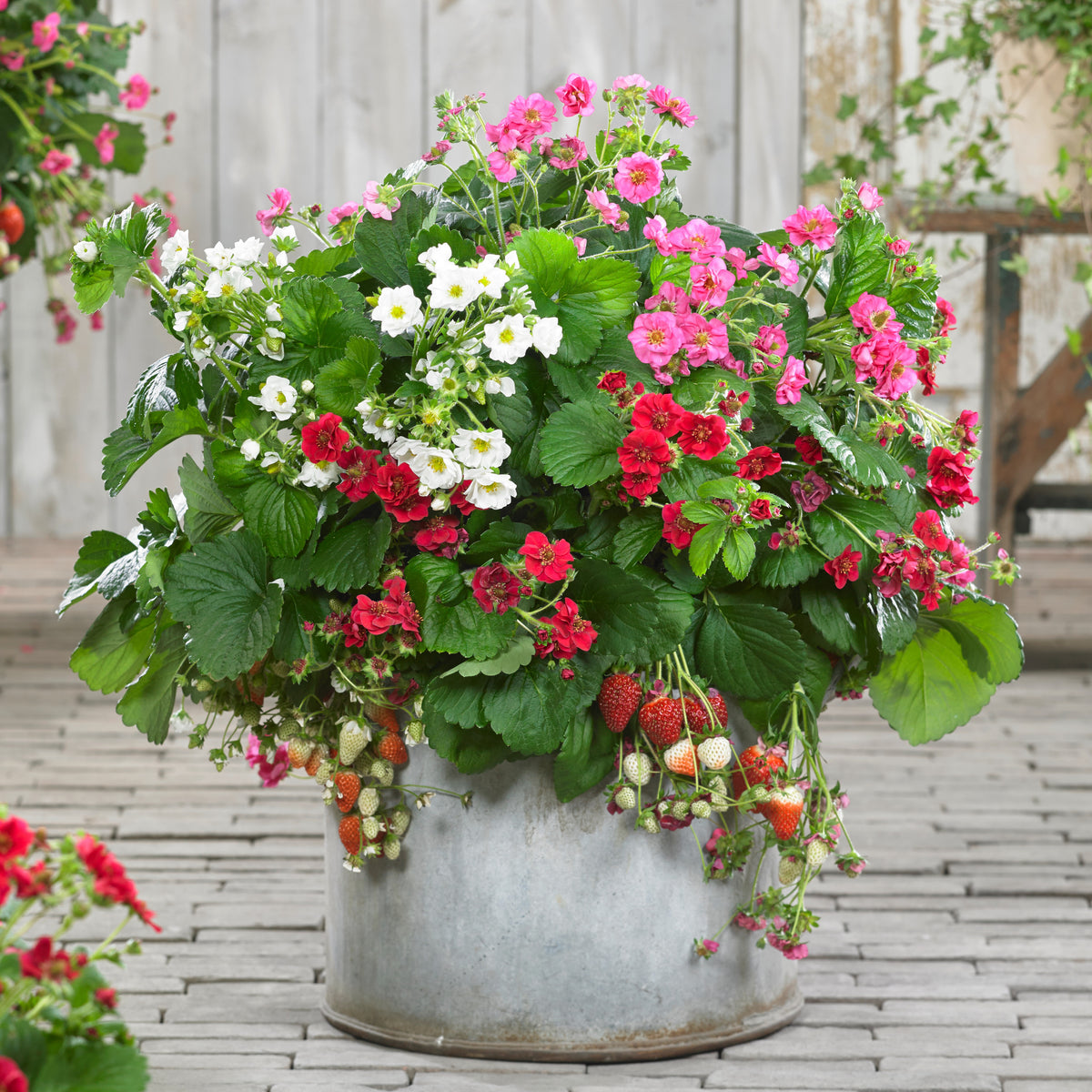 Erdbeeren ‘Summer Breeze’ Mischung (x3) - Fragaria Summer Breeze (red, pink + white) - Bakker