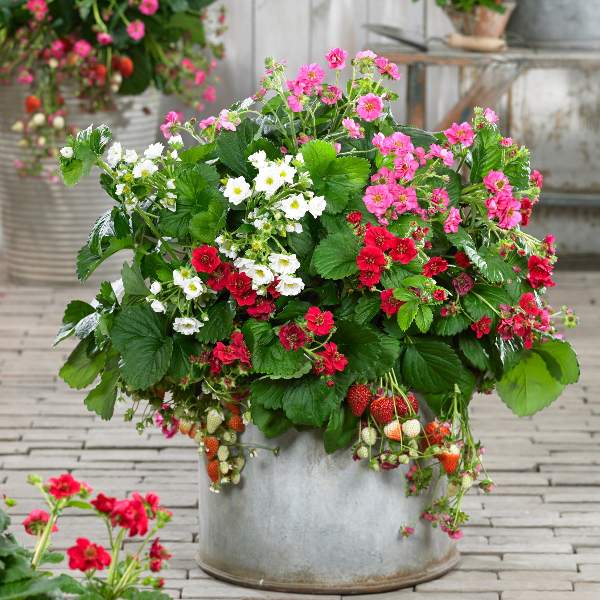 Fragaria Summer Breeze (rot, rosa + weiß) - Fragaria Summer Breeze (red, pink + white) - Obst