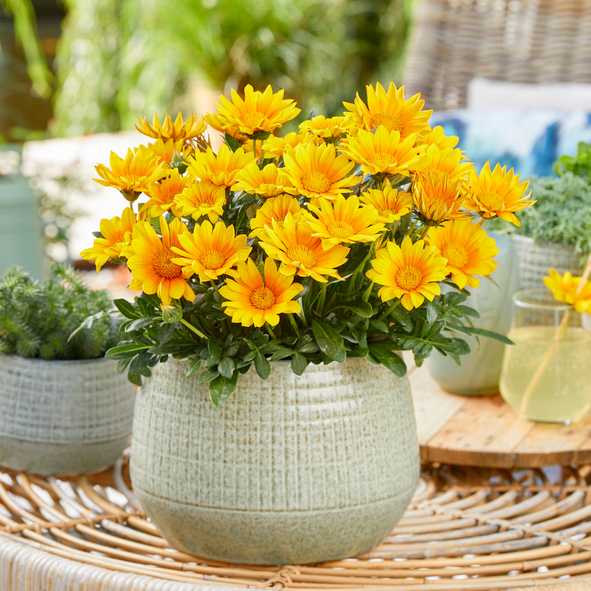 Gazania Suncarpet® - Gazania Suncarpet® - Blumen für Terrasse und Balkon