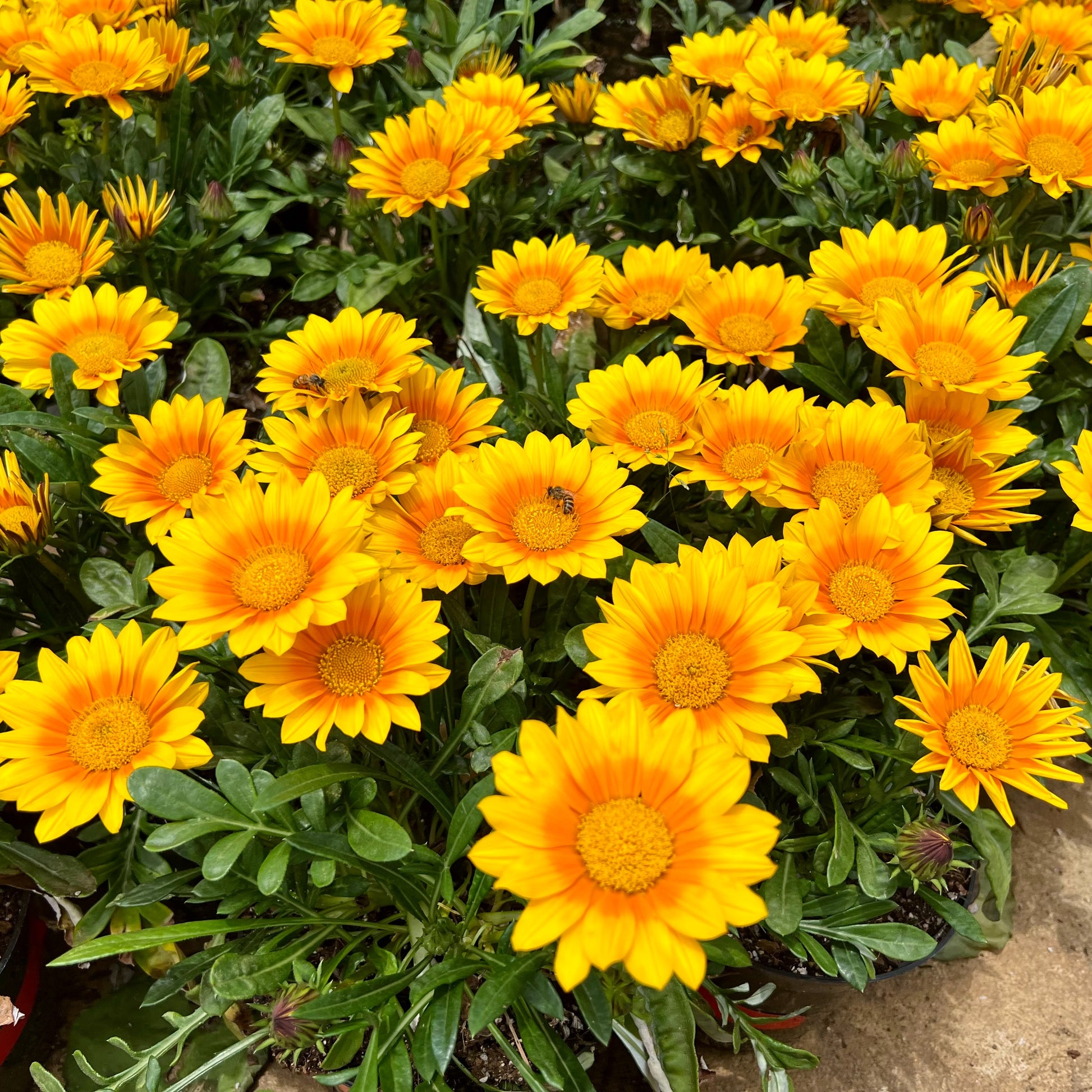 Gazania Suncarpet® - Gazania Suncarpet® - Stauden