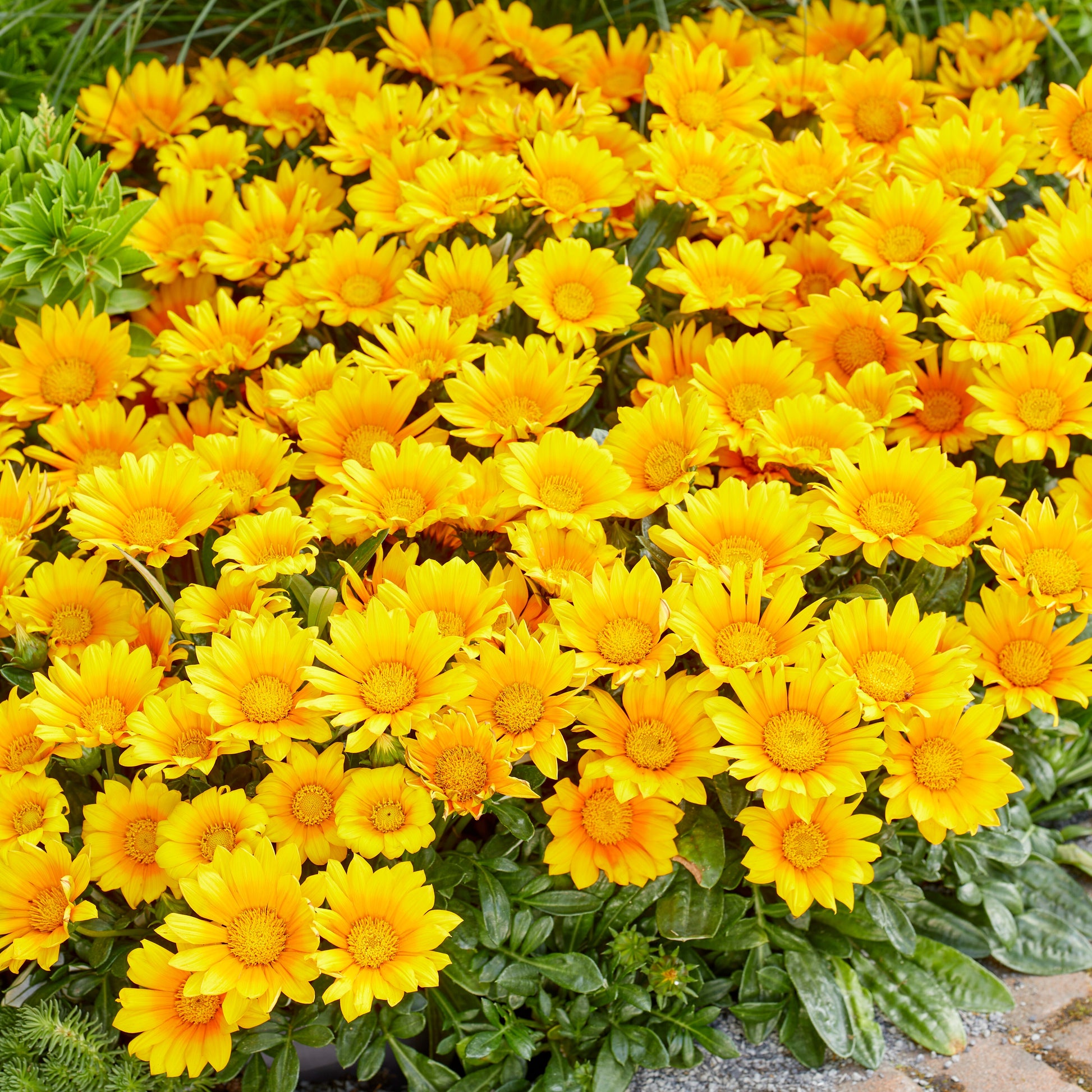 Gazania Suncarpet® - Gazania Suncarpet® - Gartenpflanzen