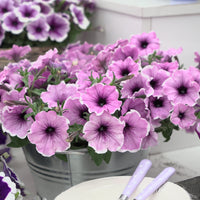 Petunie Famous Lavendelhauch - Petunia Famous Lavender Blush - Blühende Gartenpflanzen