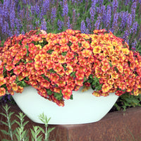 Orangefarbene Mini-Petunie (x3) - Calibrachoa hybride orange - Bakker