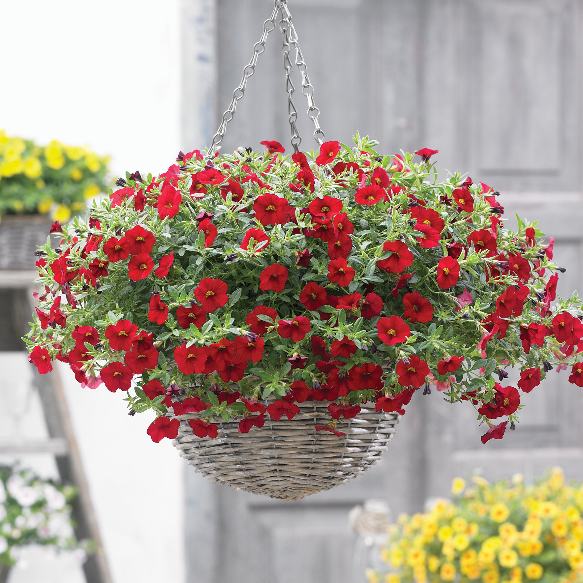 Rote Miniatur-Petunie (x3) - Calibrachoa hybride red - Bakker