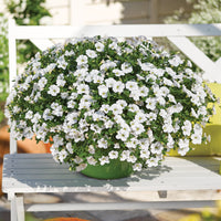 Weiße Miniatur-Petunie (x3) - Calibrachoa hybride white - Bakker