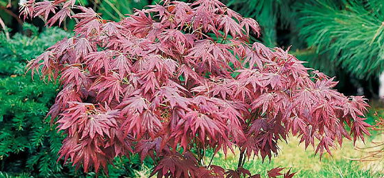 Die Japanischer Ahorn 'Atropurpureum' kostet 8,30€ statt 18,30€ nur noch bis morgen !