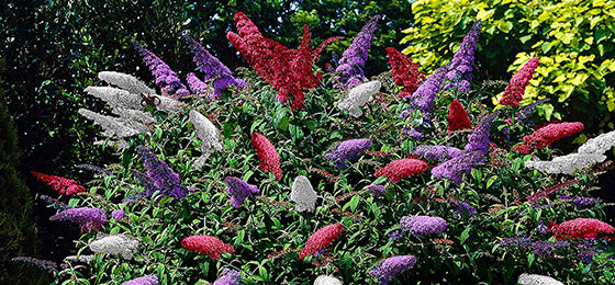 Die Schmetterlingsflieder 'Tricolor' kostet 7,85€ statt 17,45€ nur noch bis morgen !