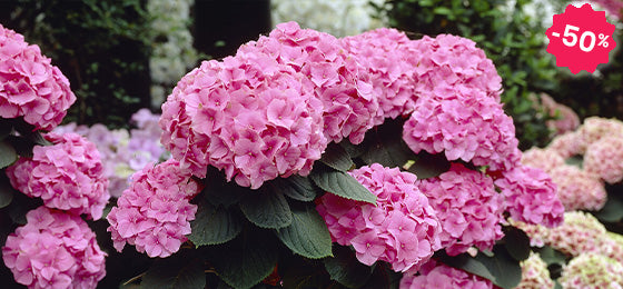 Die Bauernhortensie 'Rosita' kostet 8.97€ statt 17.95€ nur noch bis morgen!