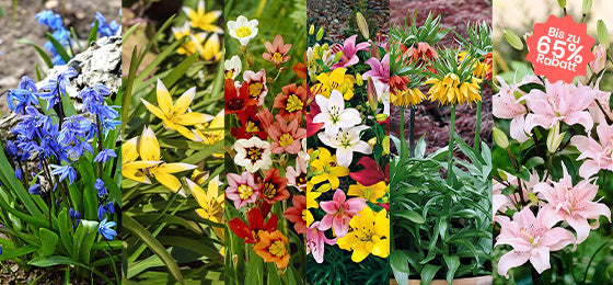 Blumenzwiebeln: unsere Favoriten zu Mini-Preisen!