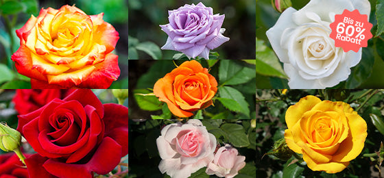 7 Strauchrosen bis zu -60 %, alle unter 3 €!