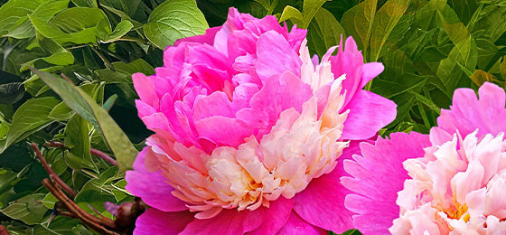 Die Pfingstrose Paeonia 'Sorbet' zu -65% reduziert!