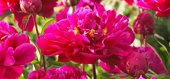 Pfingstrose Paeonia 'Karl Rosenfield bis zu 55% Rabatt!