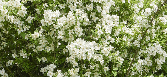 Die Sommerjasmin 'Virginal' kostet 4.53€ statt 12.95€ bis morgen!