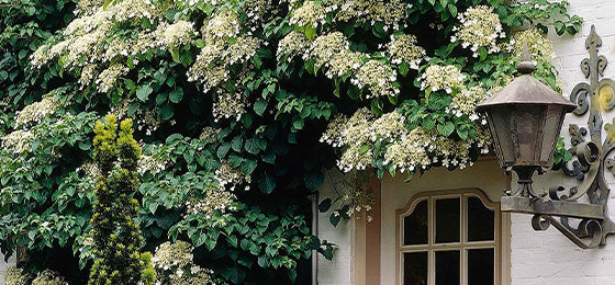 Die Kletterhortensie kostet 4,02€ statt 8,95€!
