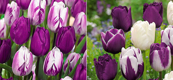Die Tulpen Mischung 'Purper Mixture' kostet 3,72€ statt 7,45€ nur noch bis morgen !