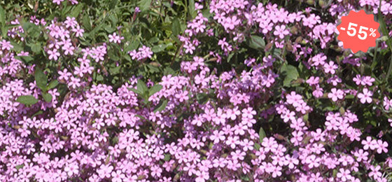 Die5 Kissen-Seifenkrauten kosten 2.67€ statt 5.95€!