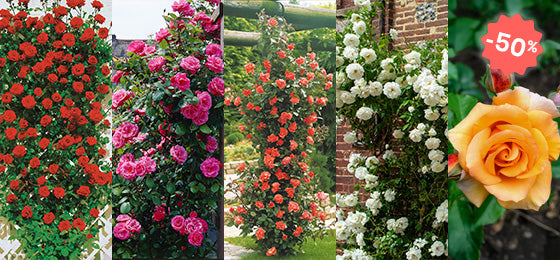 Profitieren Sie von 5 Kletterrosen mit 50 % Rabatt