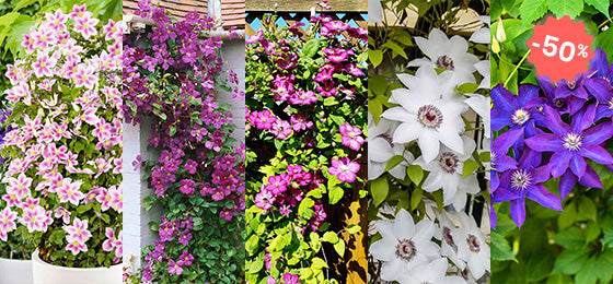 Entdecken Sie 5 wunderschöne Clematis‑Sorten mit 50 % Rabatt!