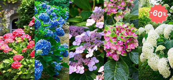 Wochenendangebot: Hortensien bis zu 60% Rabatt!