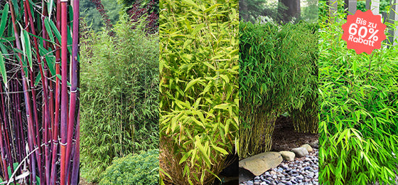 5 Bambussorten mit bis zu 60% Rabatt!