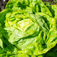 Kopfsalat Winterwunder - Lactuca sativa merveille d'hiver - Bakker